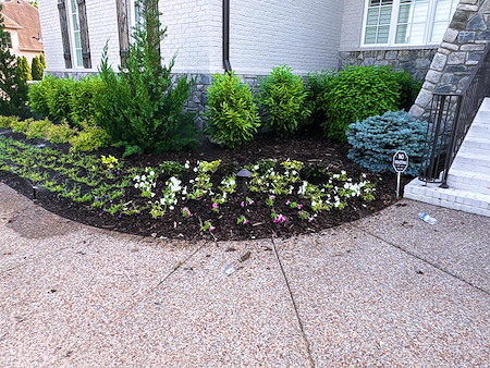 Plant Installation That Lasts: Choosing Plants That Handle Nashville Heat and Clay Soil